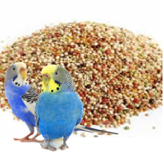 اكل طيور البادجي وطيور الحب مشكل مدعم بالفتامين 10كغم