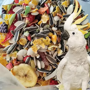 اكل ببغاء مشكل مع فواكة تعبئة 10كيلو